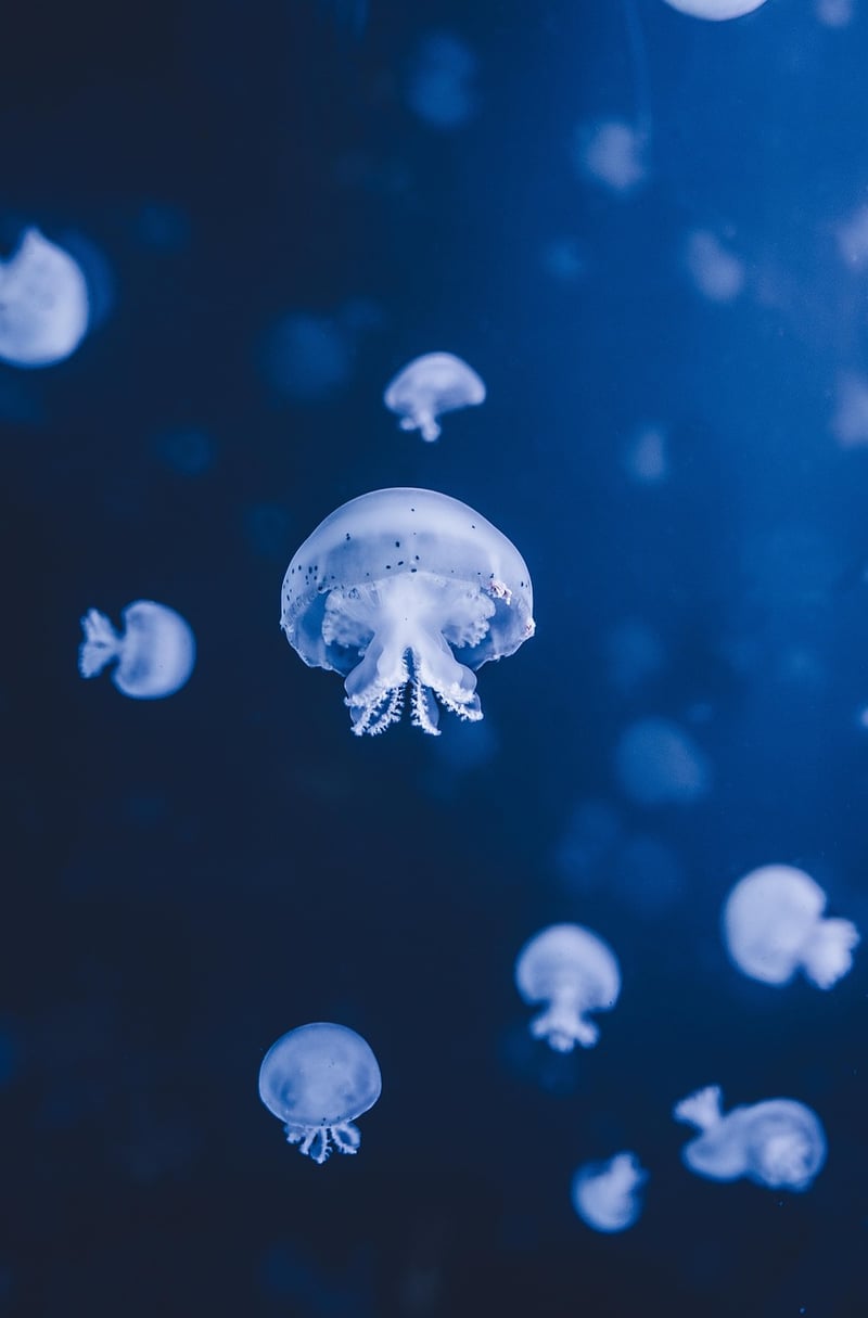 Underwater Nuptials